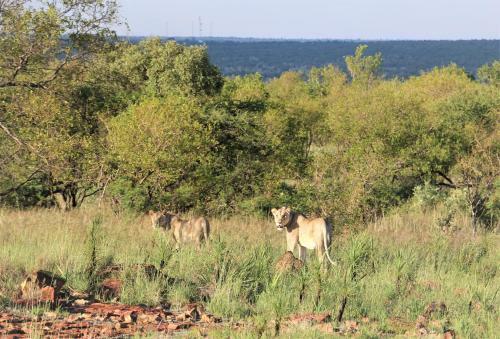 Thorn Tree Bush Camp