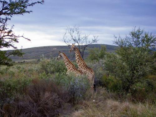 Villa Swartberg Private Game Lodge