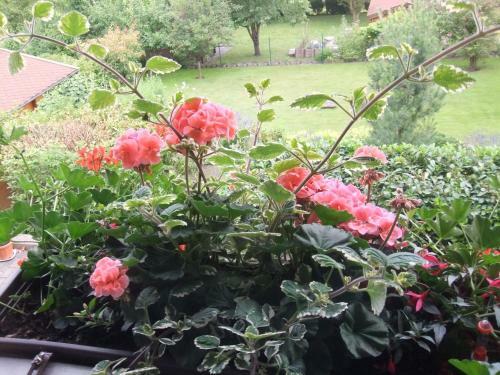 Hostal Caf� & Pension Meine Sonne ... Sole Mio