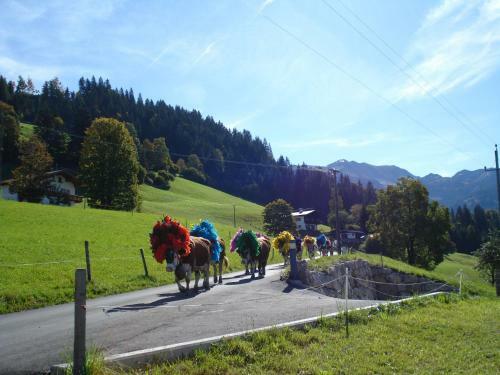 Agroturismo Scherntreinerhof