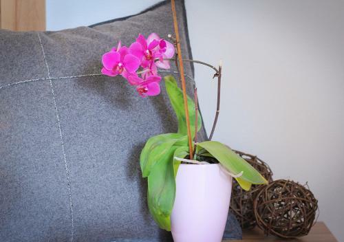 Apartamento Appartements Naturnah