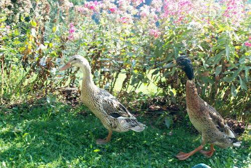 Agroturismo Sch�sserhof