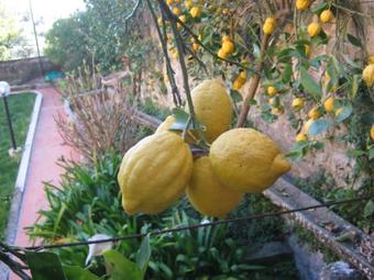 Holiday Home Il Borgo Degli Agrumi