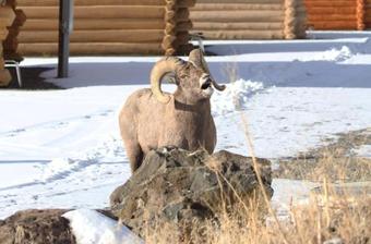 The Roosevelt Hotel - Yellowstone