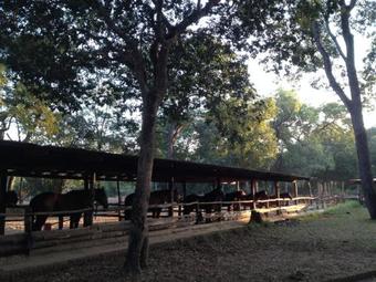 Lodge Kande Horse