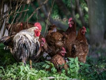 Arendoles Mui?a