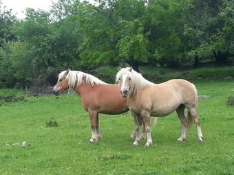 Bed & Breakfast Mihaela Lake Retreat