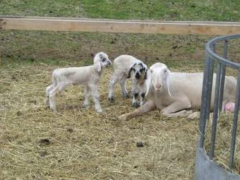 Agroturismo Ferienwohnungen Niederarnigerhof Familie Bauernfeind
