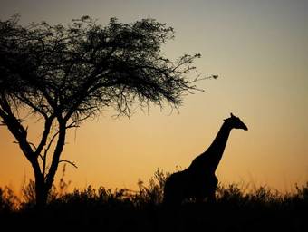 Tomjachu Bush Lodge