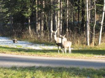 Bed & Breakfast Rustlers Lodge