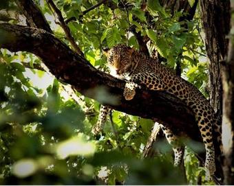 Kanha Jungle Lodge