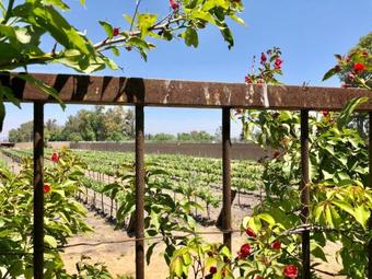 Bed & Breakfast Mar�a & Bernardo Casa - Vi�edo