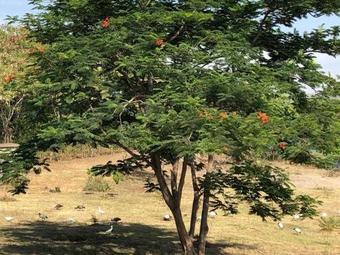 Lake Victoria View