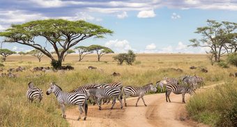 Hotel Melia Serengeti Lodge