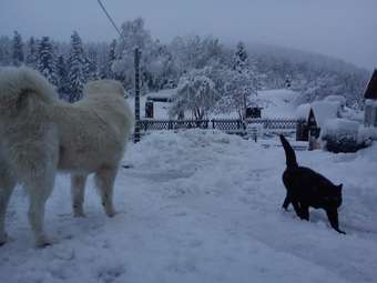 Hotel Les Chamois