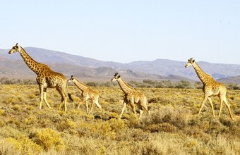 Kuganha Tented Camp