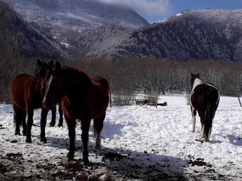 B&B Country Dreams