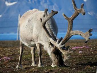 Svalbard Hotell