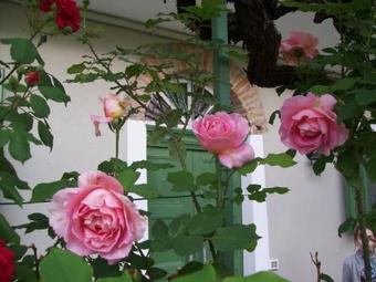 Apartamento Acini E Rose