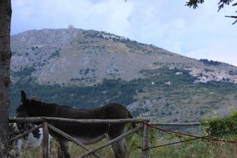 Hostal Affittacamere Adonis