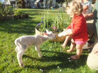 Bed & Breakfast Little Paradise & Petting Farm