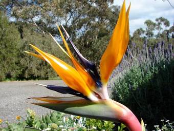 Austiny Bed And Breakfast Victor Harbor