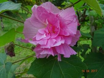 Le G�te Du Jardin