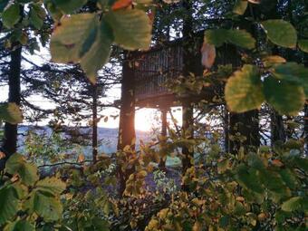 Tree Top Shelter
