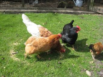 B&B 't Skoalh�s