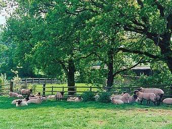 The Old Cow Stall