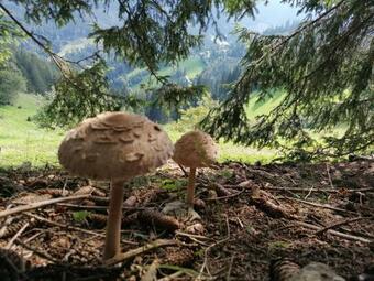 Ferienhaus Stubalpenblick