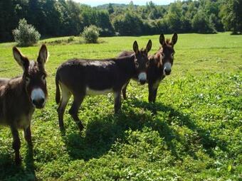 Bed & Breakfast L'or�e Des Bois