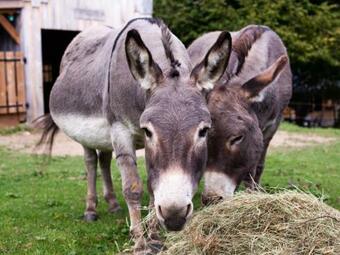 Ver fotos