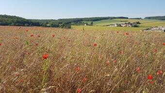 Immaculate 1-bed Cottage In Sougeres-en-puisaye