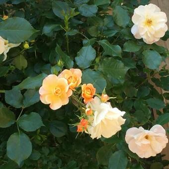 Ver fotos