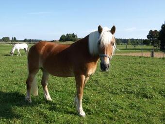 Apartamento Ferienwohnung Pferdehof Pankratz