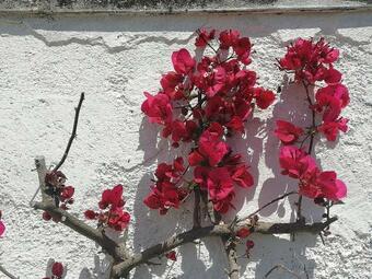 Villa Masseria Semerano Appartamento 2