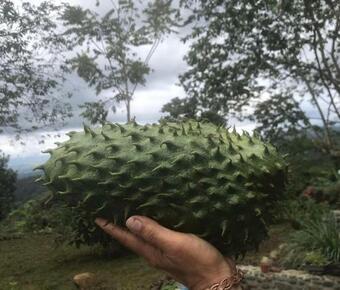 Ver fotos