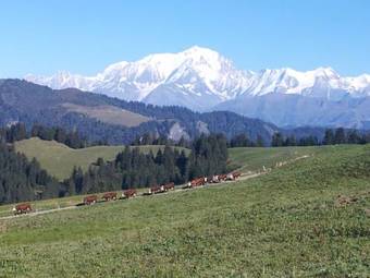 Chalet La Canop�e