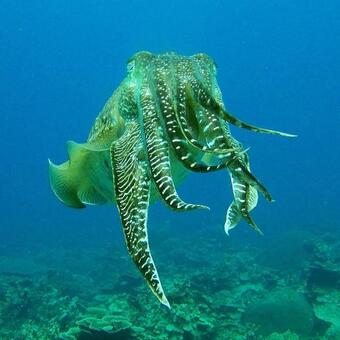 Hotel Go Deeper Tioman