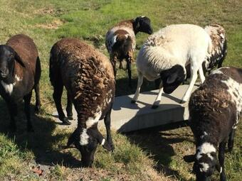 On Keppies - Bnb With Host - Family Farm & Wedding Guest Accommodation Paterson Nsw