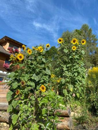 Apartamento Bergruhe