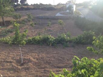The Pigeon House