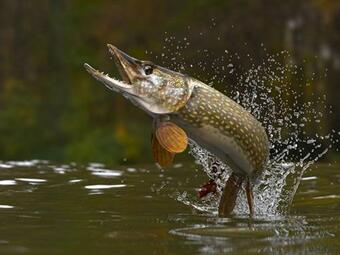 Lodge Laxguidens Fiskecamping