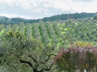 Agroturismo Moriano