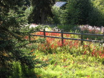 Little Atlin Lodge