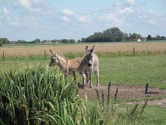 Het Zwaluwnest