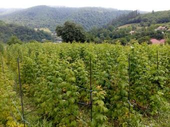 Hotel Fructele Padurii