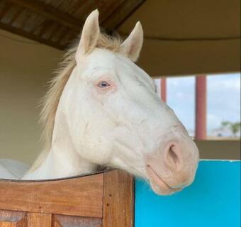 Agroturismo Fazenda Terra Bonita - Trilhas E Passeios A Cavalo - Su�tes E Chal�s Tipo Flat