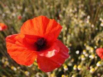 Lodge Holiday Home La Fagne Fleurie Bihain